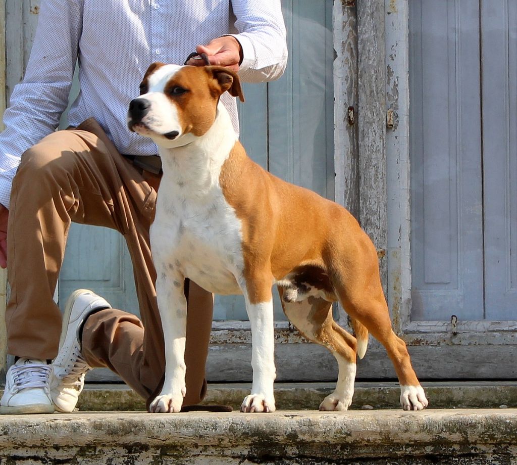 Terrier's Paradise Timbaland