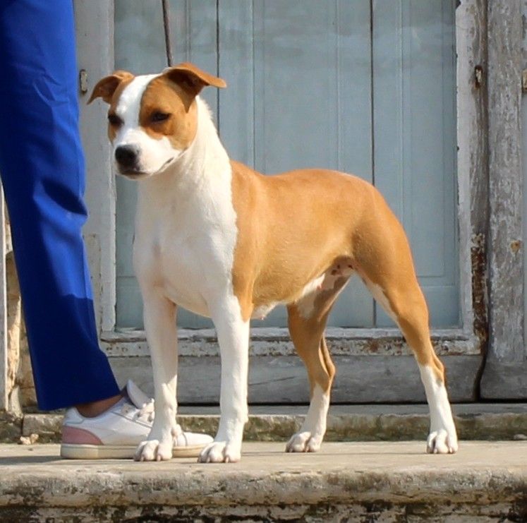 Terrier's Paradise Versace