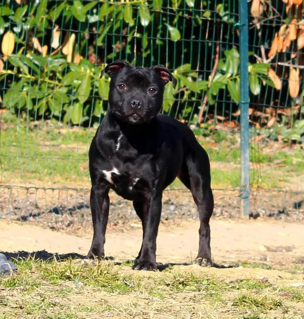 Terrier's Paradise Vayanna