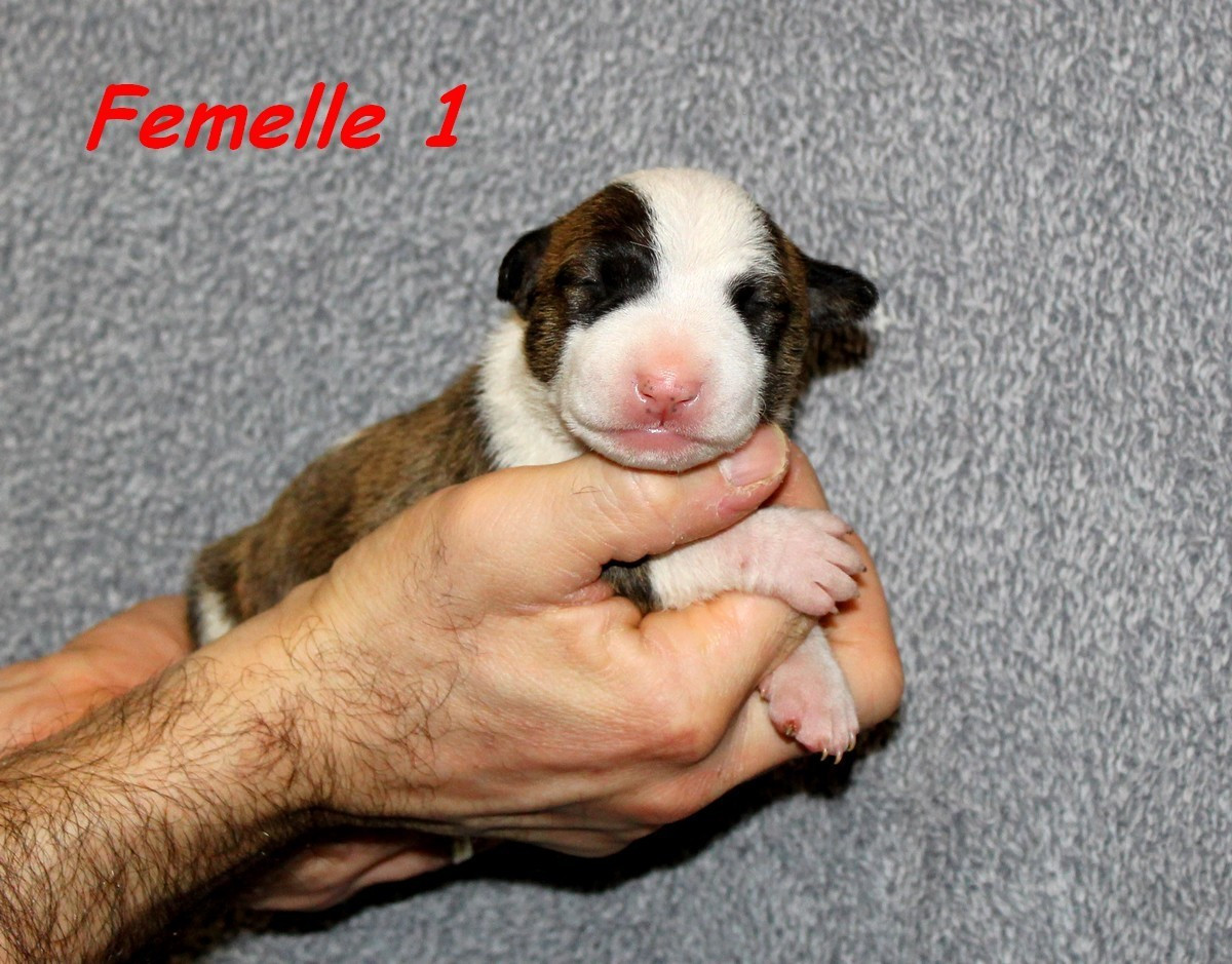 Terrier's Paradise Abby