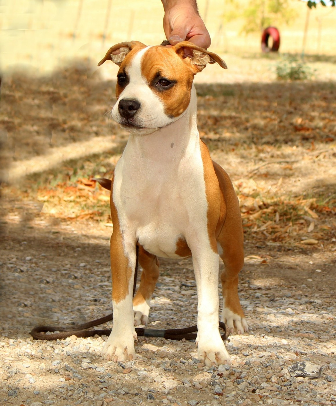 Terrier's Paradise Bella Ciao