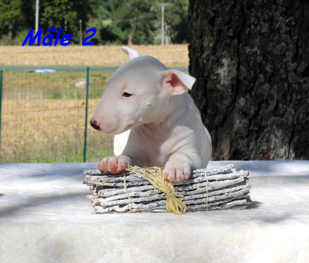 Terrier's Paradise - Chiots disponibles - Bull Terrier Miniature