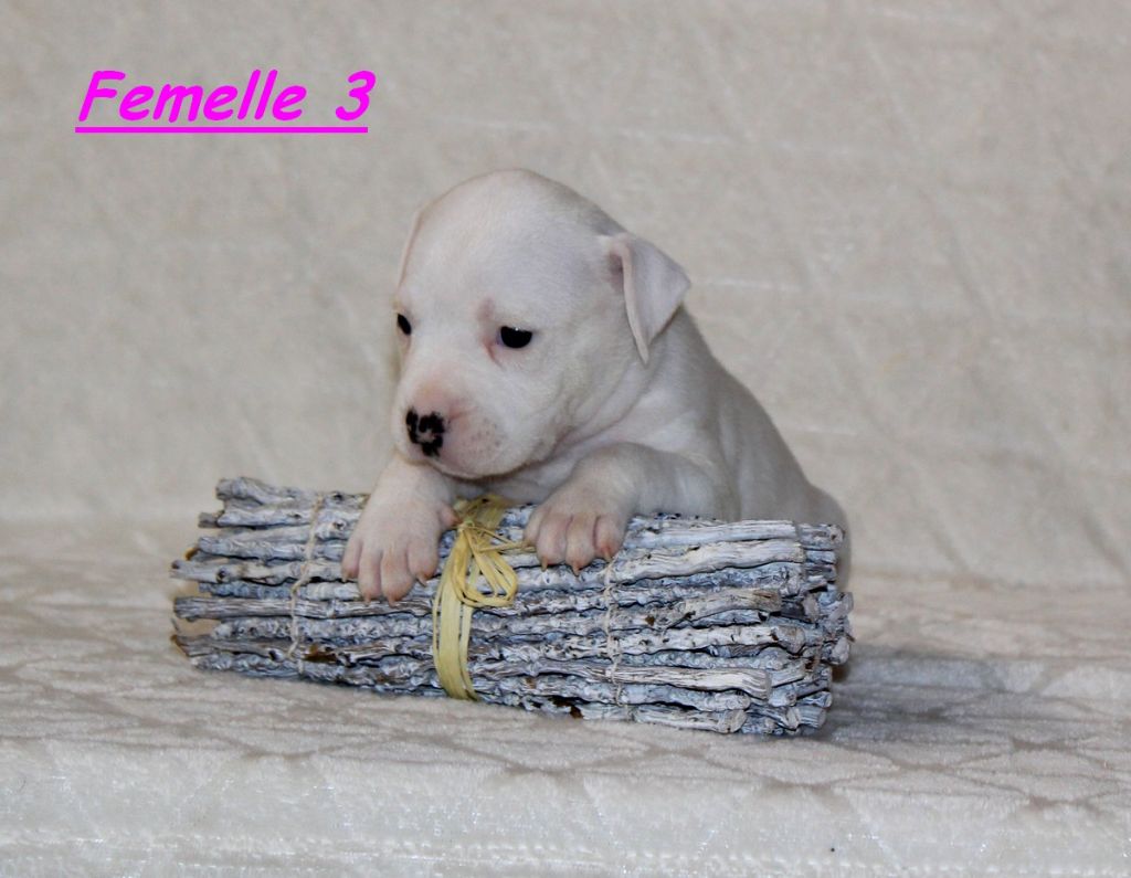 Terrier's Paradise - Chiots disponibles - American Staffordshire Terrier