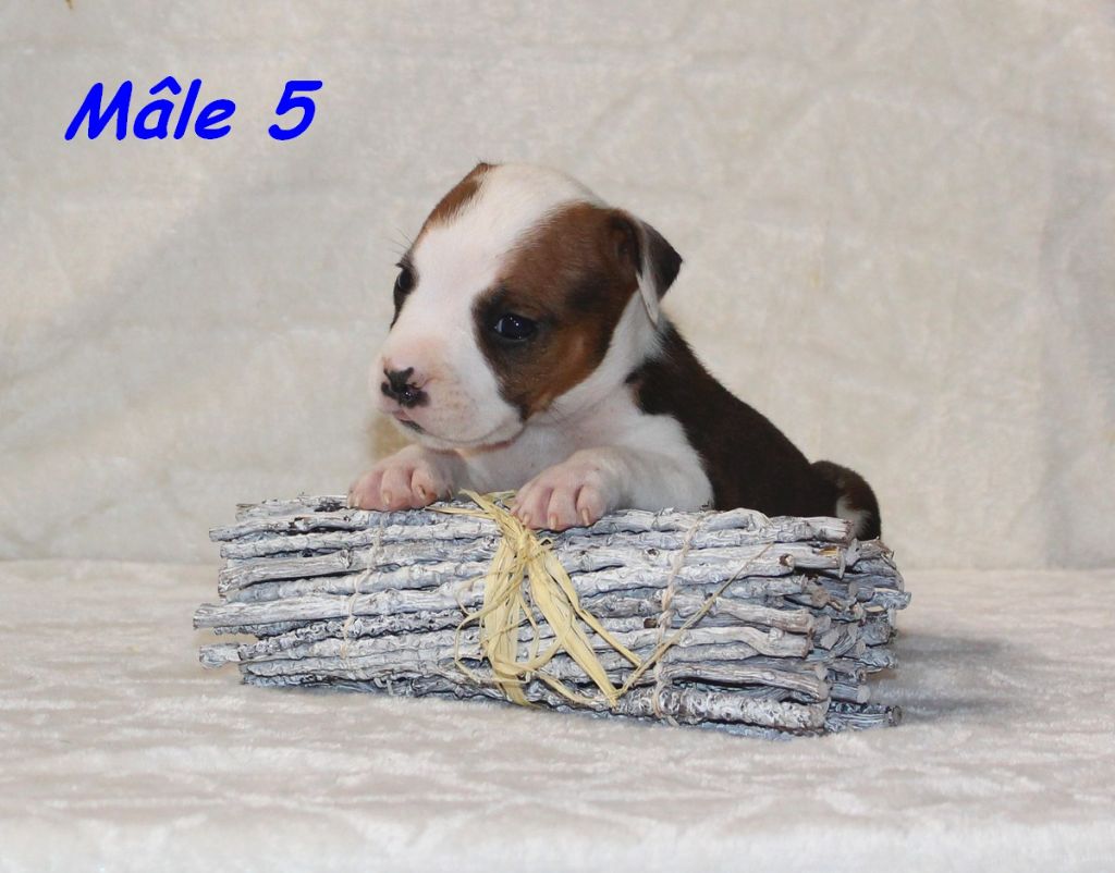 Terrier's Paradise - Chiots disponibles - American Staffordshire Terrier