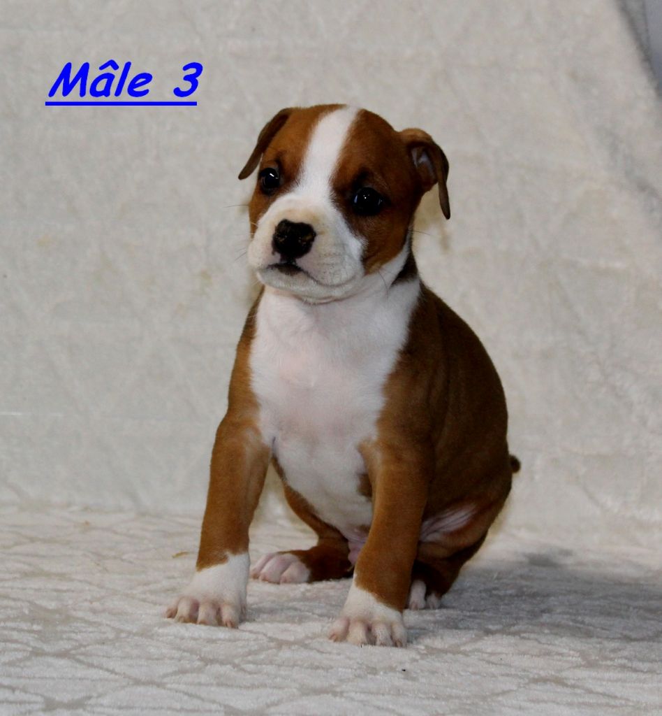 Terrier's Paradise - Chiots disponibles - American Staffordshire Terrier