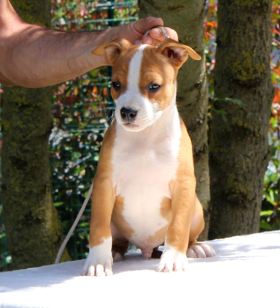 Terrier's Paradise - Chiots disponibles - American Staffordshire Terrier