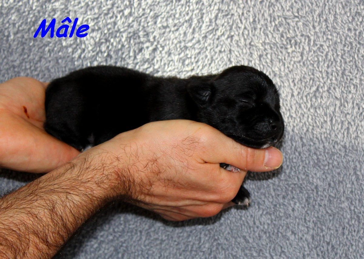 Terrier's Paradise - Chiots disponibles - Staffordshire Bull Terrier