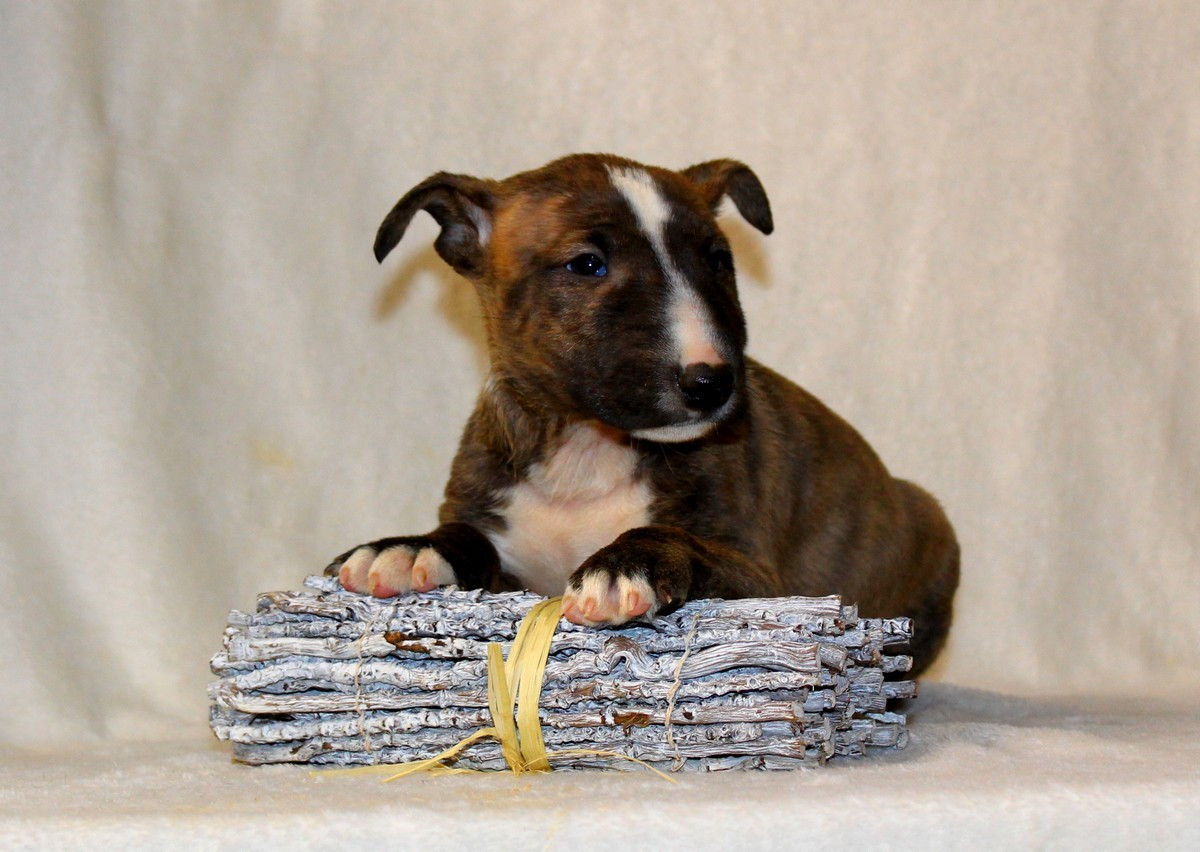 Terrier's Paradise - Chiots disponibles - Bull Terrier Miniature