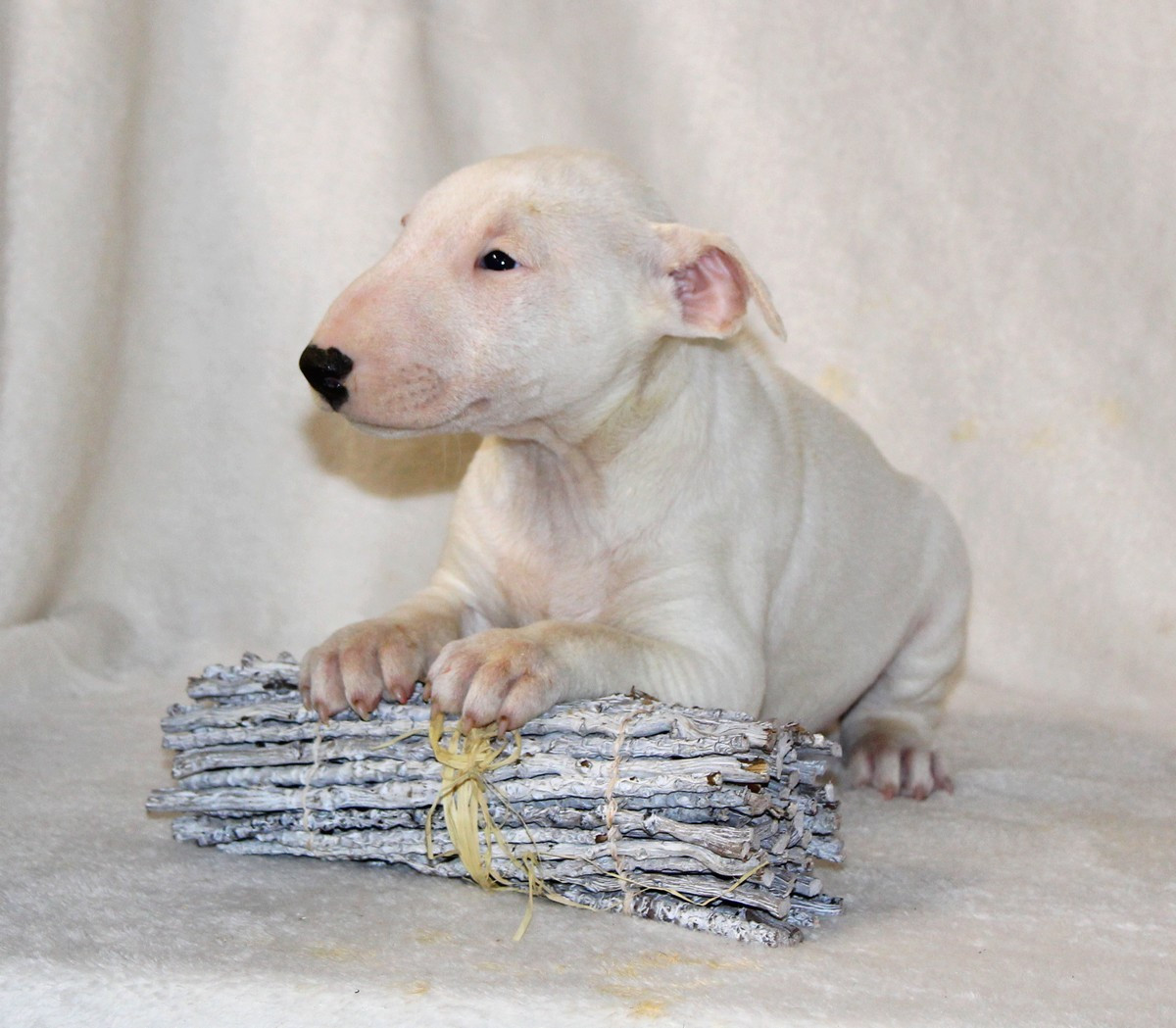 Terrier's Paradise - Chiots disponibles - Bull Terrier Miniature