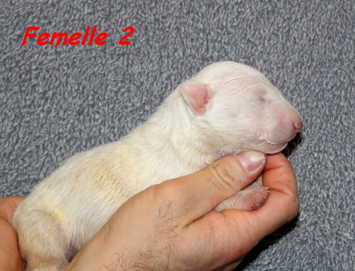 Terrier's Paradise - Chiots disponibles - Bull Terrier Miniature