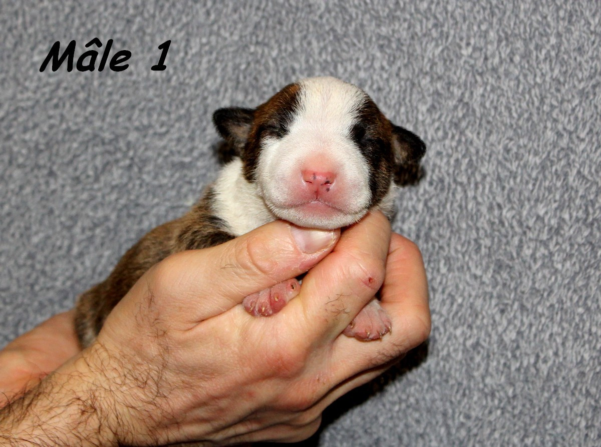 Terrier's Paradise - Chiots disponibles - Bull Terrier Miniature