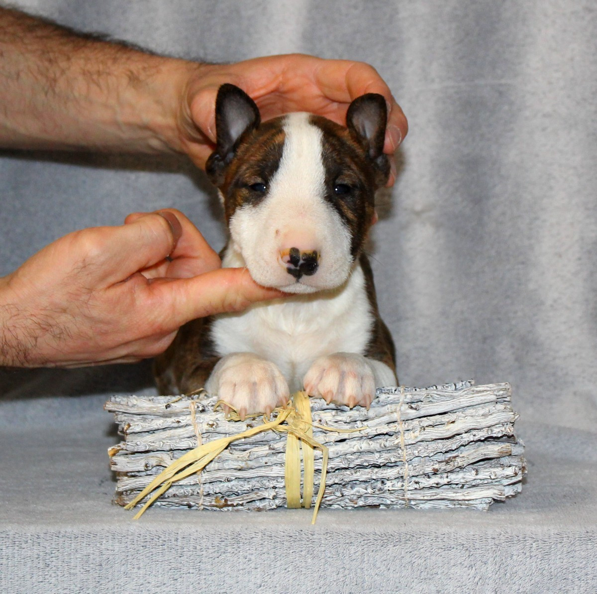 Terrier's Paradise - Chiots disponibles - Bull Terrier Miniature
