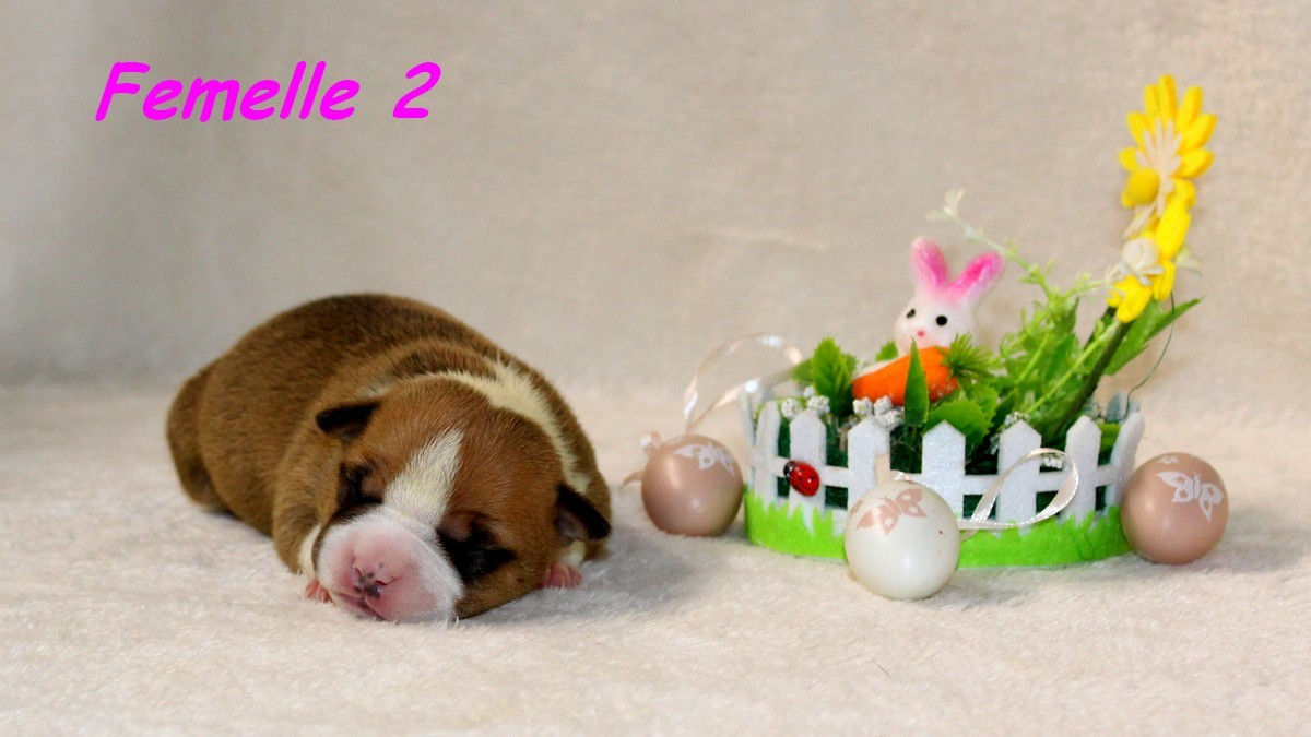 Terrier's Paradise - Chiots disponibles - American Staffordshire Terrier