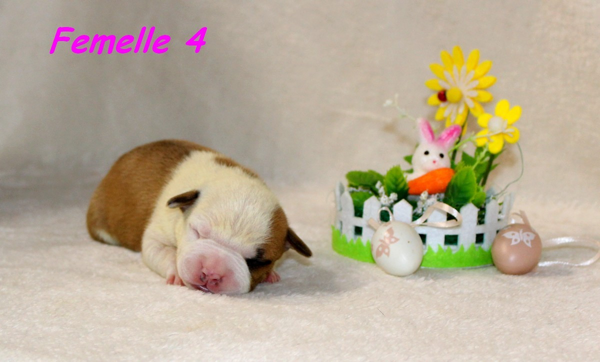 Terrier's Paradise - Chiots disponibles - American Staffordshire Terrier