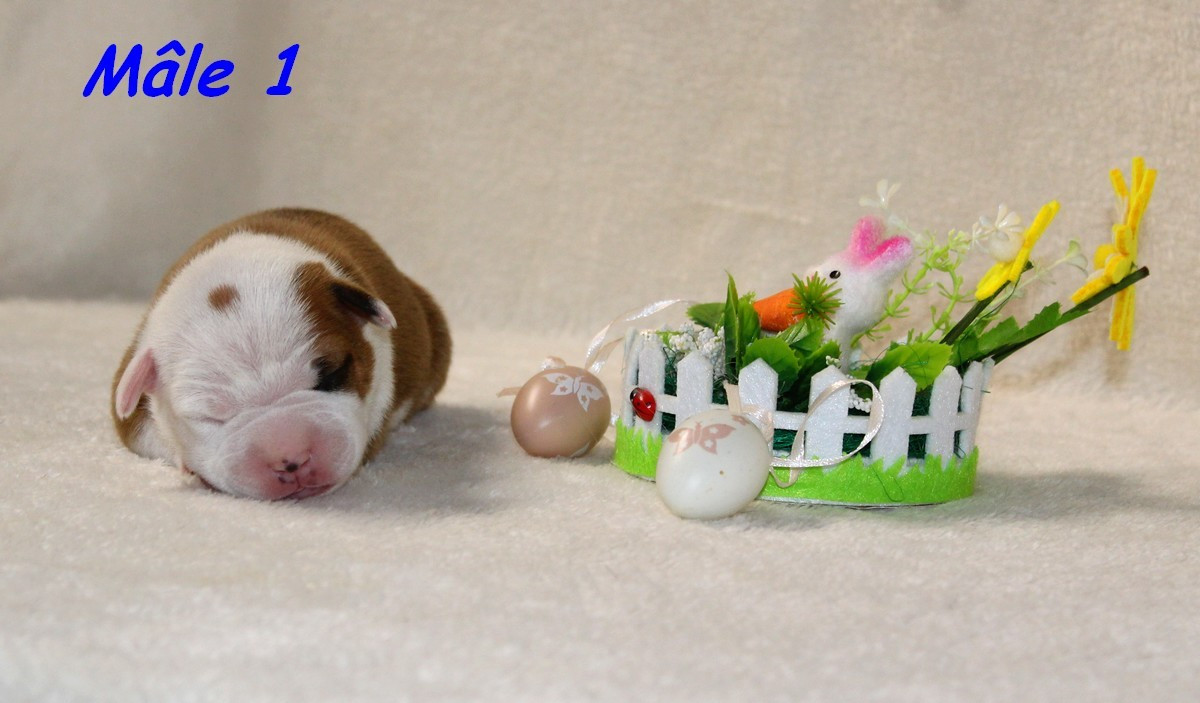 Terrier's Paradise - Chiots disponibles - American Staffordshire Terrier