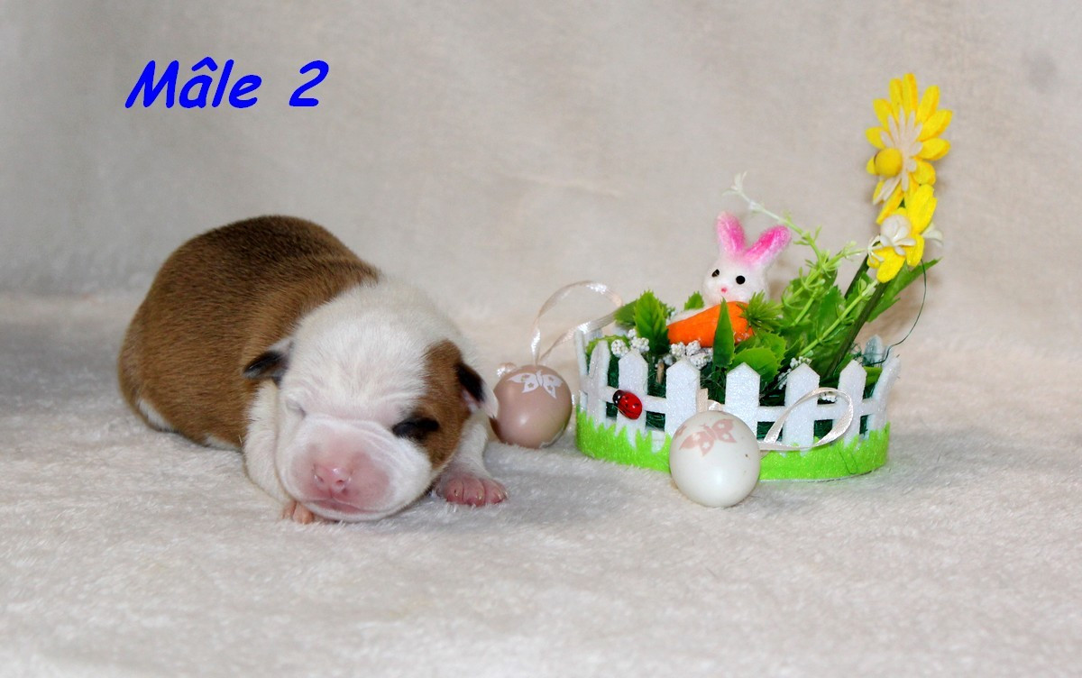 Terrier's Paradise - Chiots disponibles - American Staffordshire Terrier