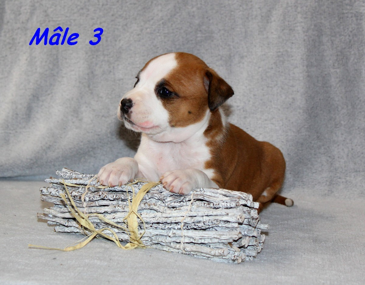 Terrier's Paradise - Chiots disponibles - American Staffordshire Terrier