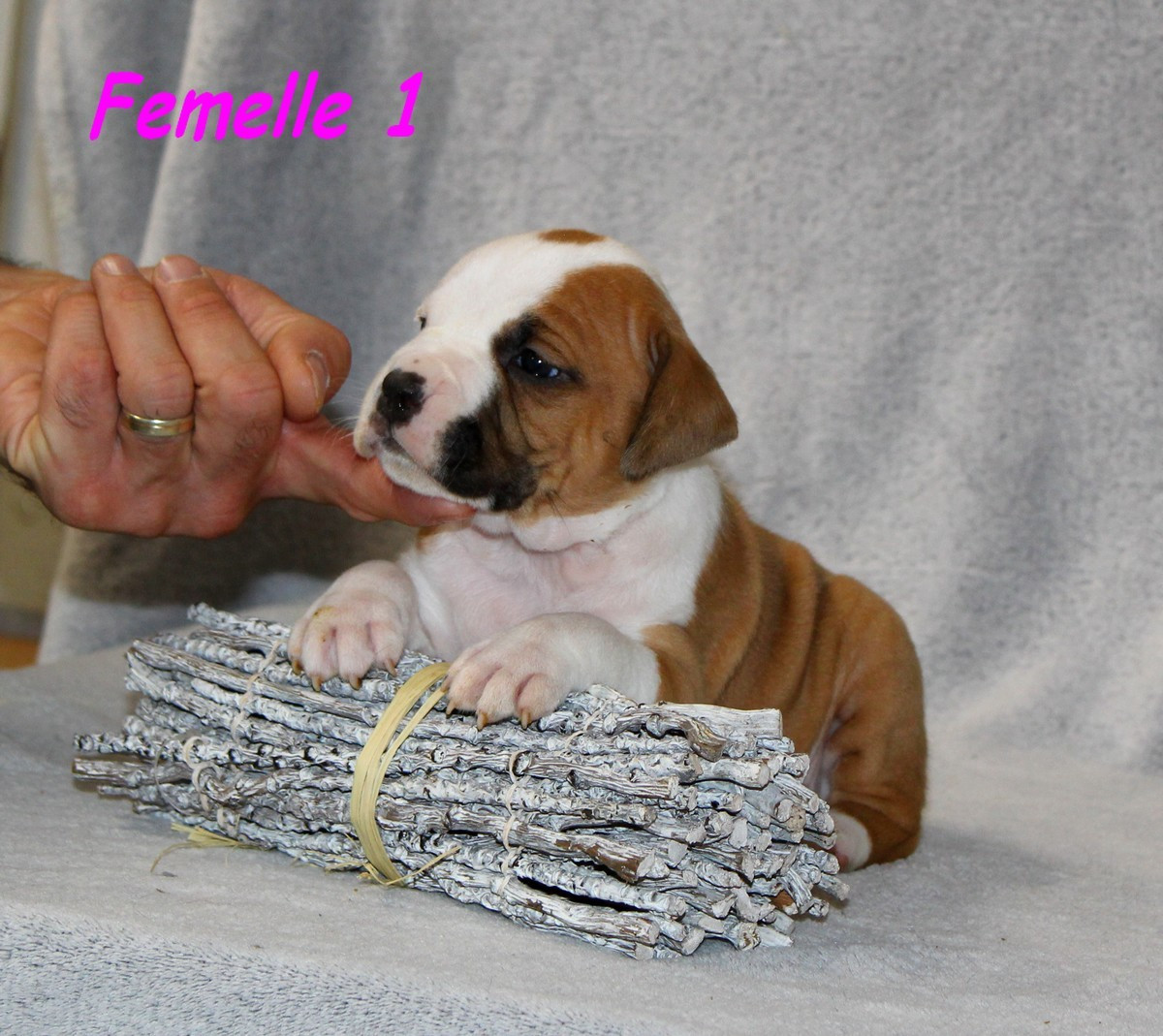 Terrier's Paradise - Chiots disponibles - American Staffordshire Terrier