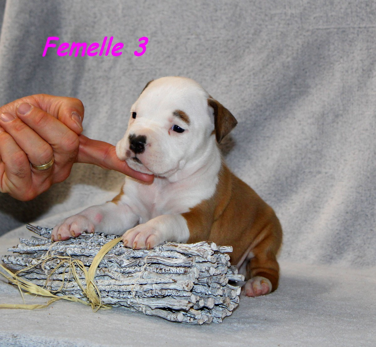 Terrier's Paradise - Chiots disponibles - American Staffordshire Terrier