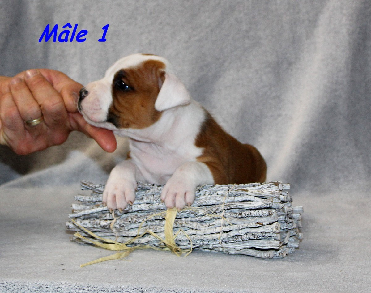 Terrier's Paradise - Chiots disponibles - American Staffordshire Terrier