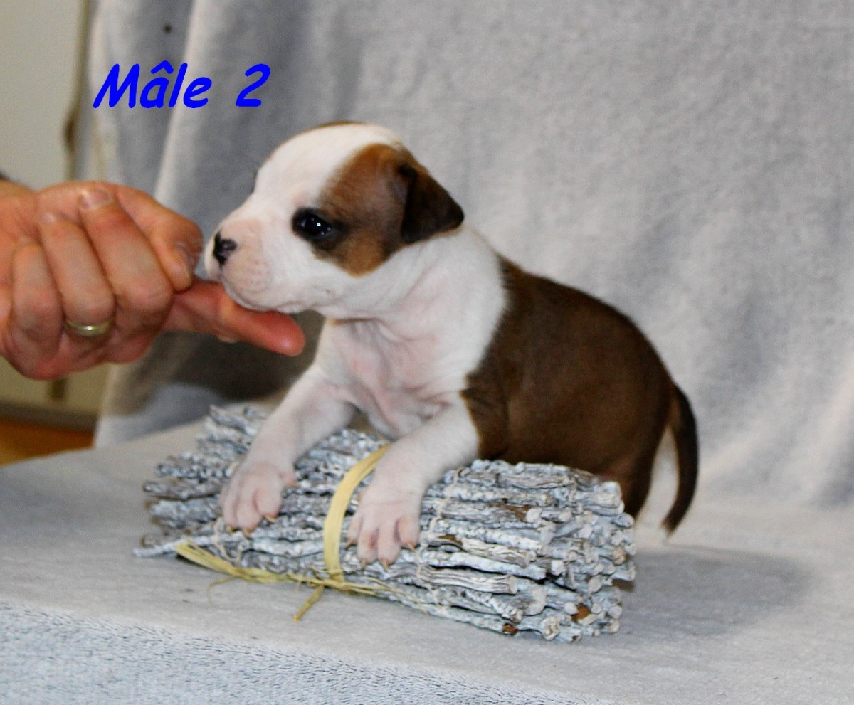 Terrier's Paradise - Chiots disponibles - American Staffordshire Terrier