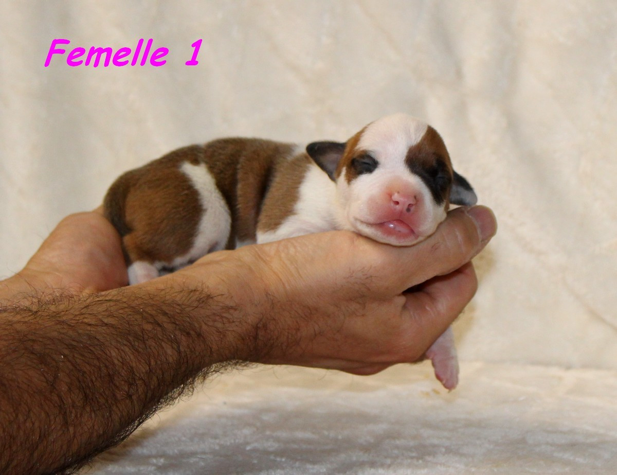 Terrier's Paradise - Chiots disponibles - American Staffordshire Terrier