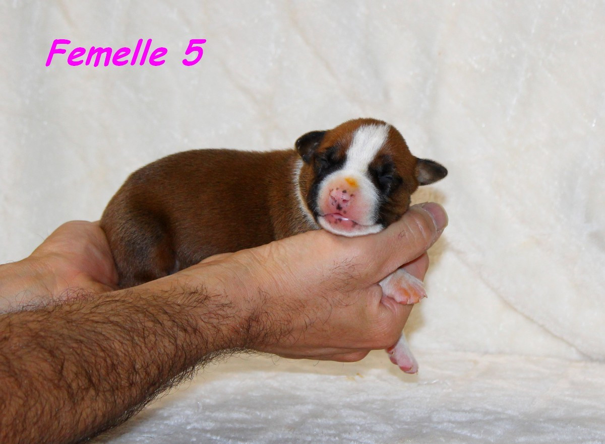 Terrier's Paradise - Chiots disponibles - American Staffordshire Terrier