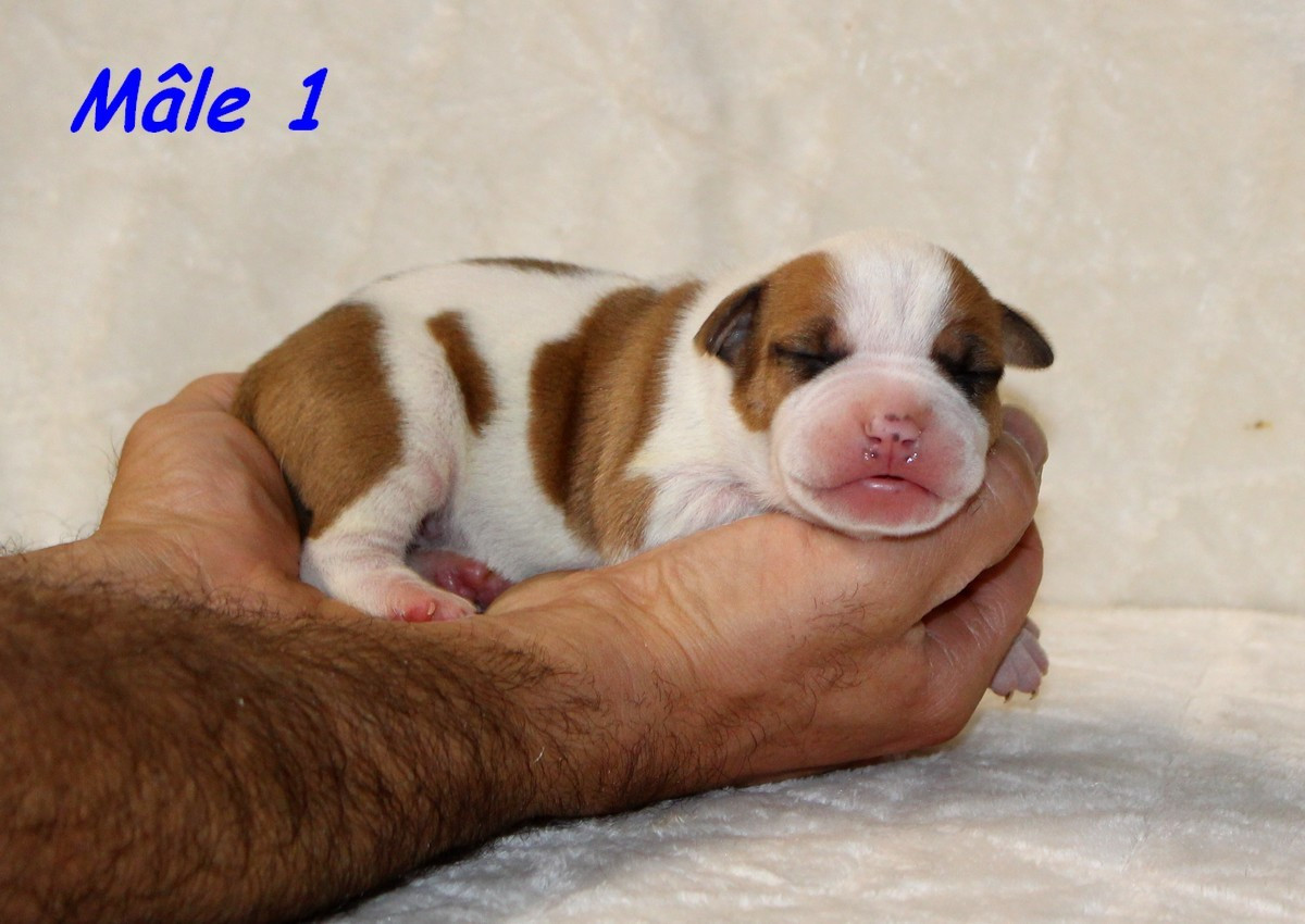 Terrier's Paradise - Chiots disponibles - American Staffordshire Terrier