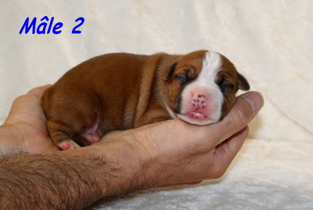 Terrier's Paradise - Chiots disponibles - American Staffordshire Terrier