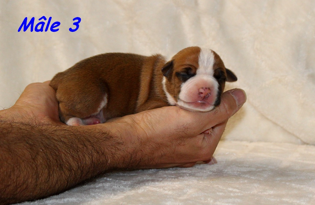 Terrier's Paradise - Chiots disponibles - American Staffordshire Terrier