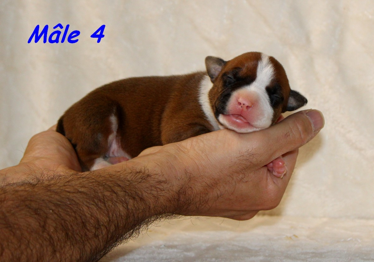 Terrier's Paradise - Chiots disponibles - American Staffordshire Terrier