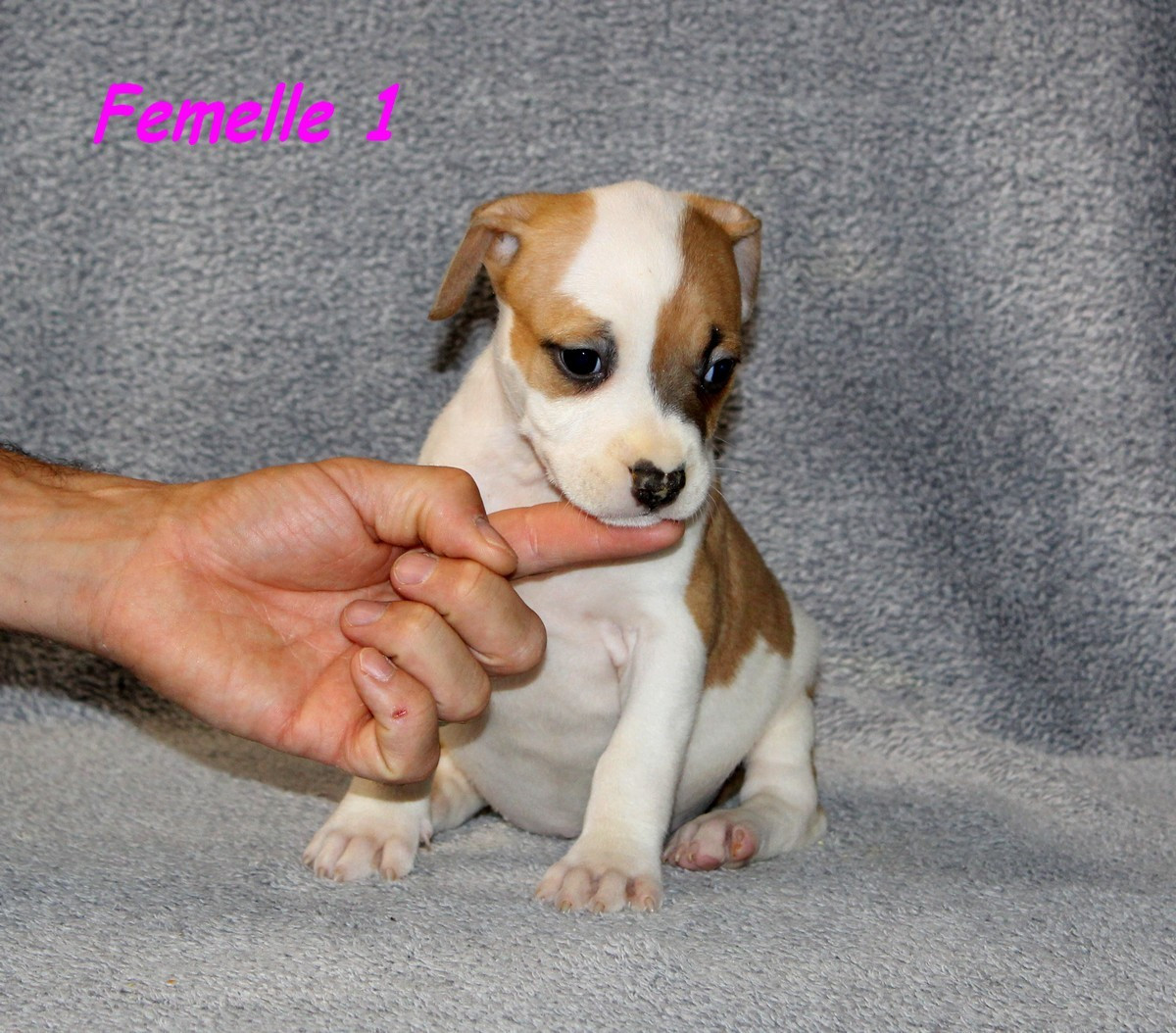 Terrier's Paradise - Chiots disponibles - American Staffordshire Terrier