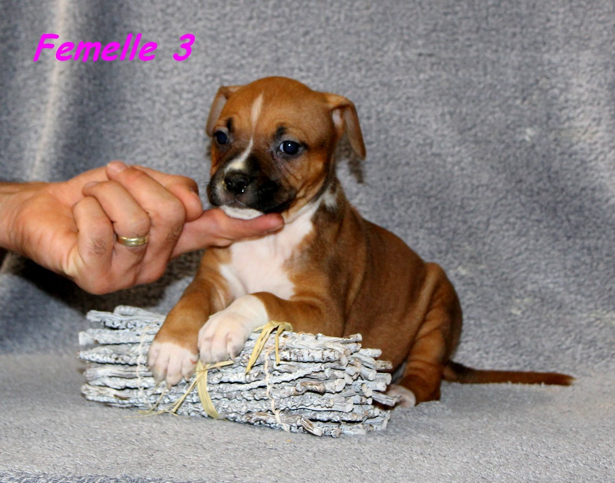 Terrier's Paradise - Chiots disponibles - American Staffordshire Terrier