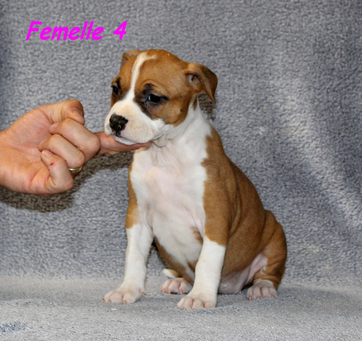 Terrier's Paradise - Chiots disponibles - American Staffordshire Terrier
