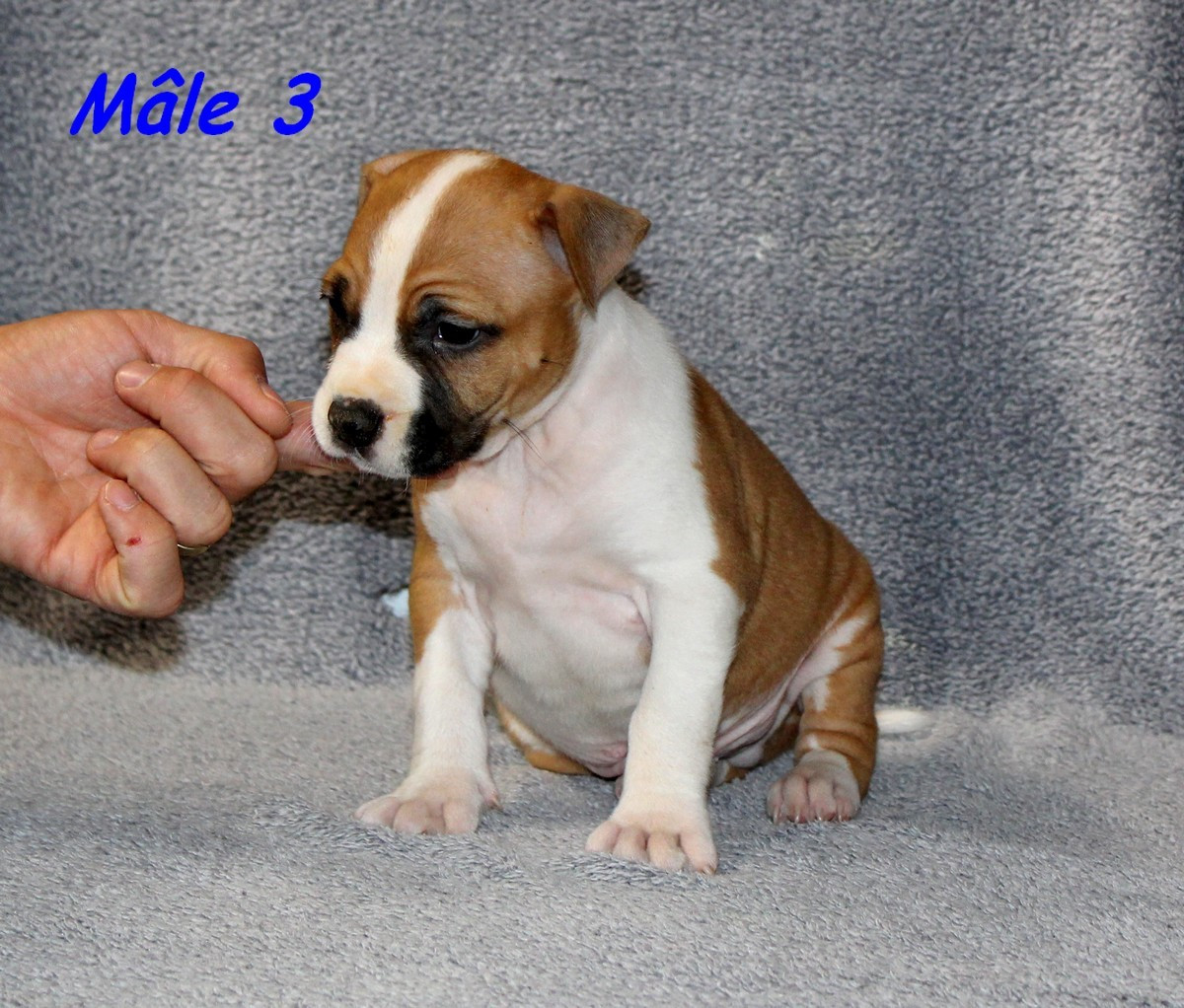 Terrier's Paradise - Chiots disponibles - American Staffordshire Terrier