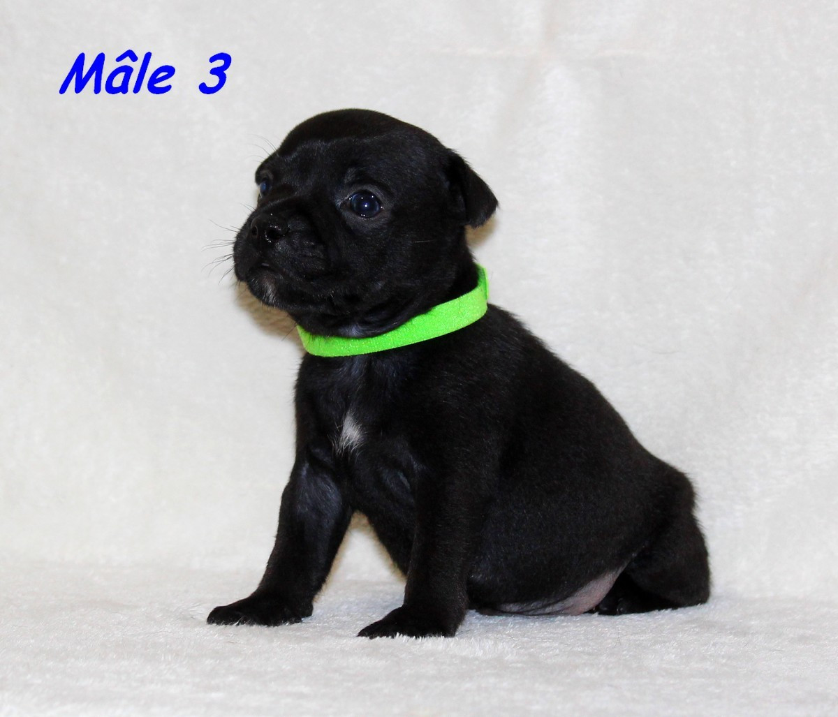 Terrier's Paradise - Chiots disponibles - Staffordshire Bull Terrier