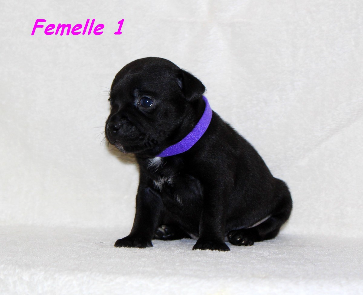 Terrier's Paradise - Chiots disponibles - Staffordshire Bull Terrier