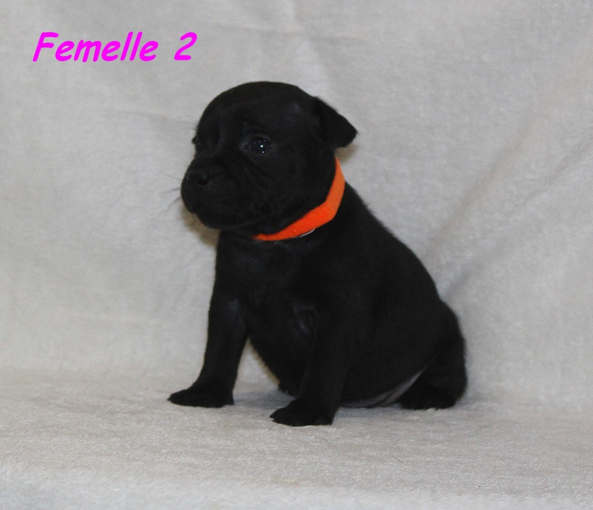 Terrier's Paradise - Chiots disponibles - Staffordshire Bull Terrier