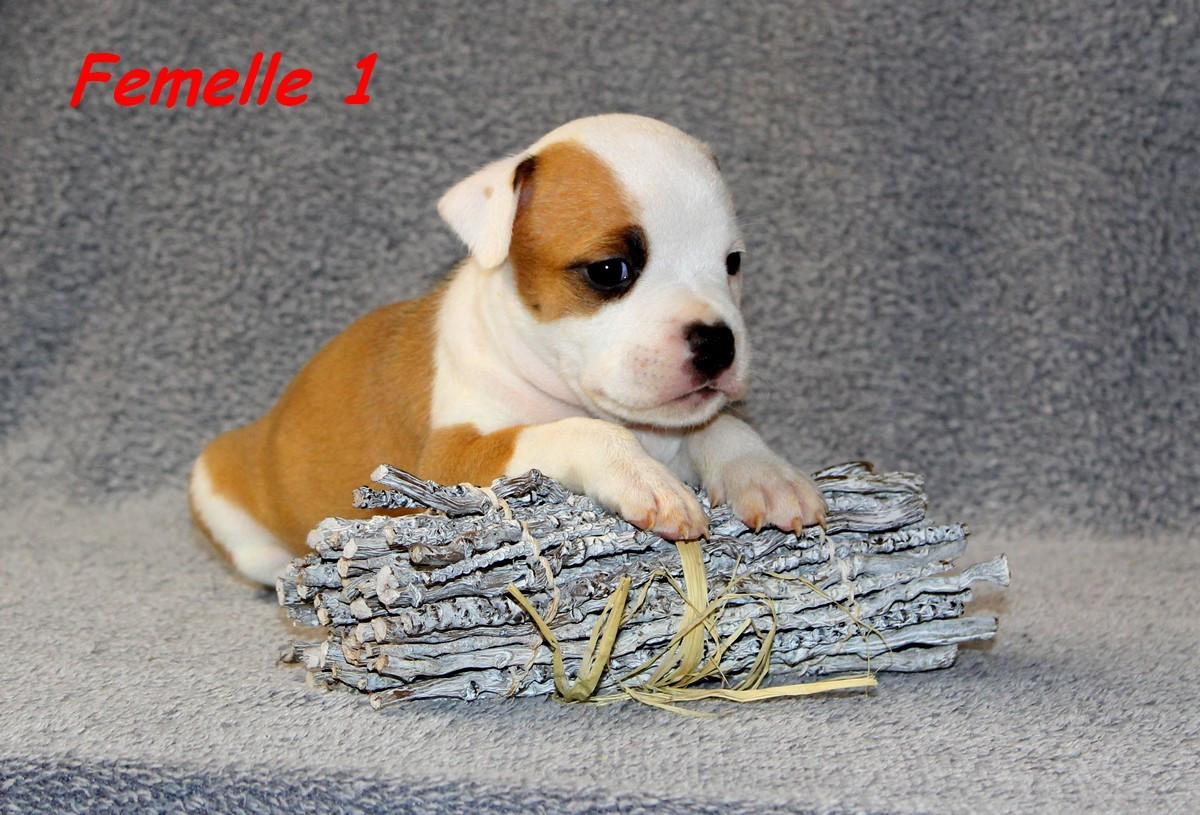 Terrier's Paradise - Chiots disponibles - American Staffordshire Terrier