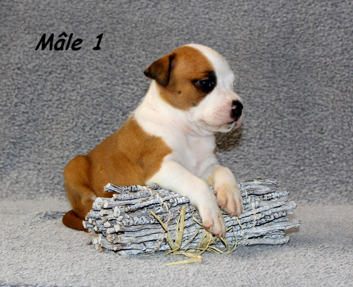 Terrier's Paradise - Chiots disponibles - American Staffordshire Terrier