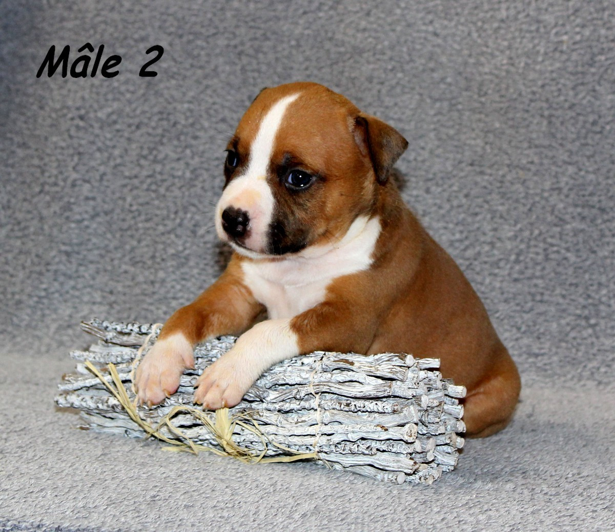 Terrier's Paradise - Chiots disponibles - American Staffordshire Terrier