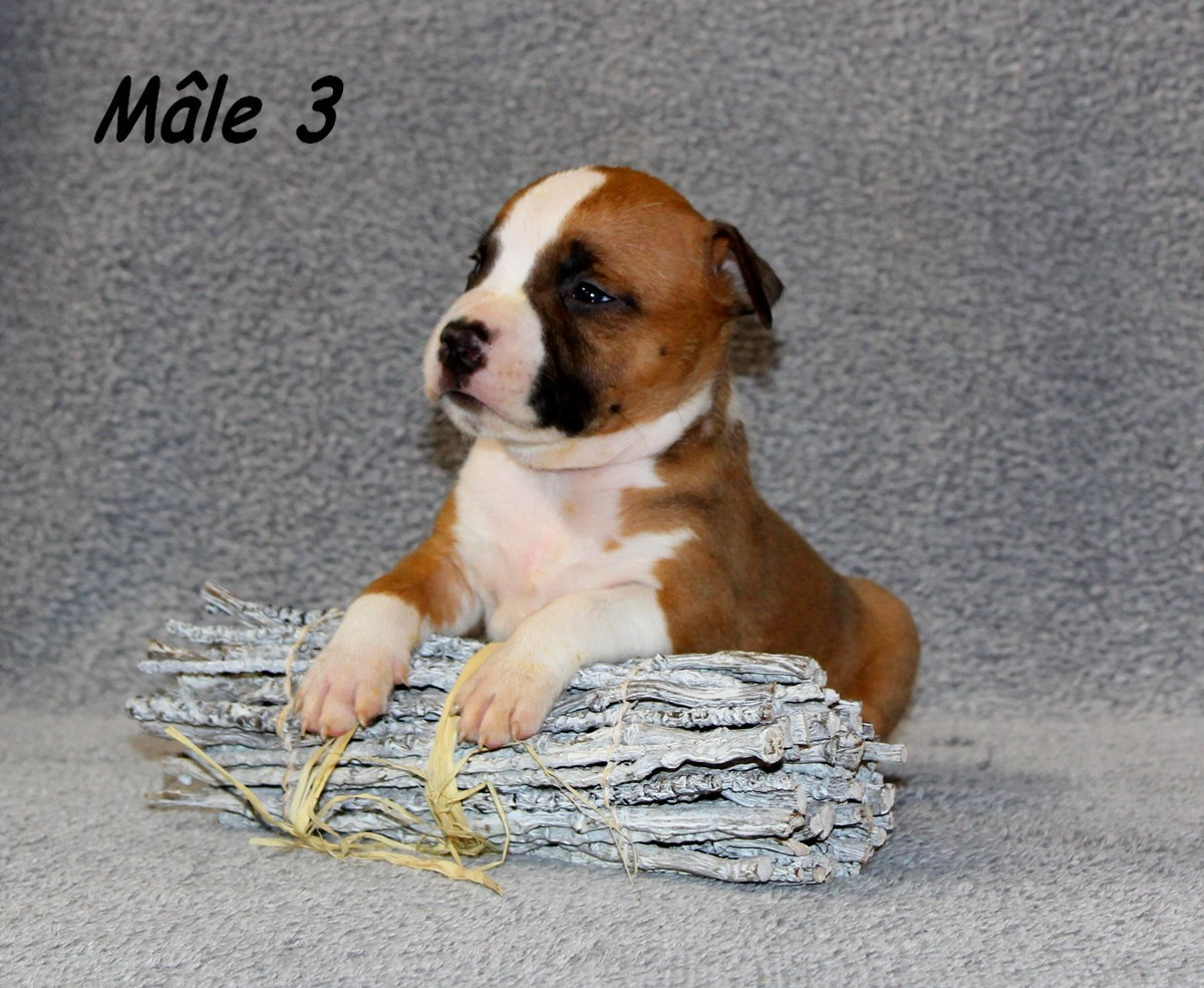 Terrier's Paradise - Chiots disponibles - American Staffordshire Terrier