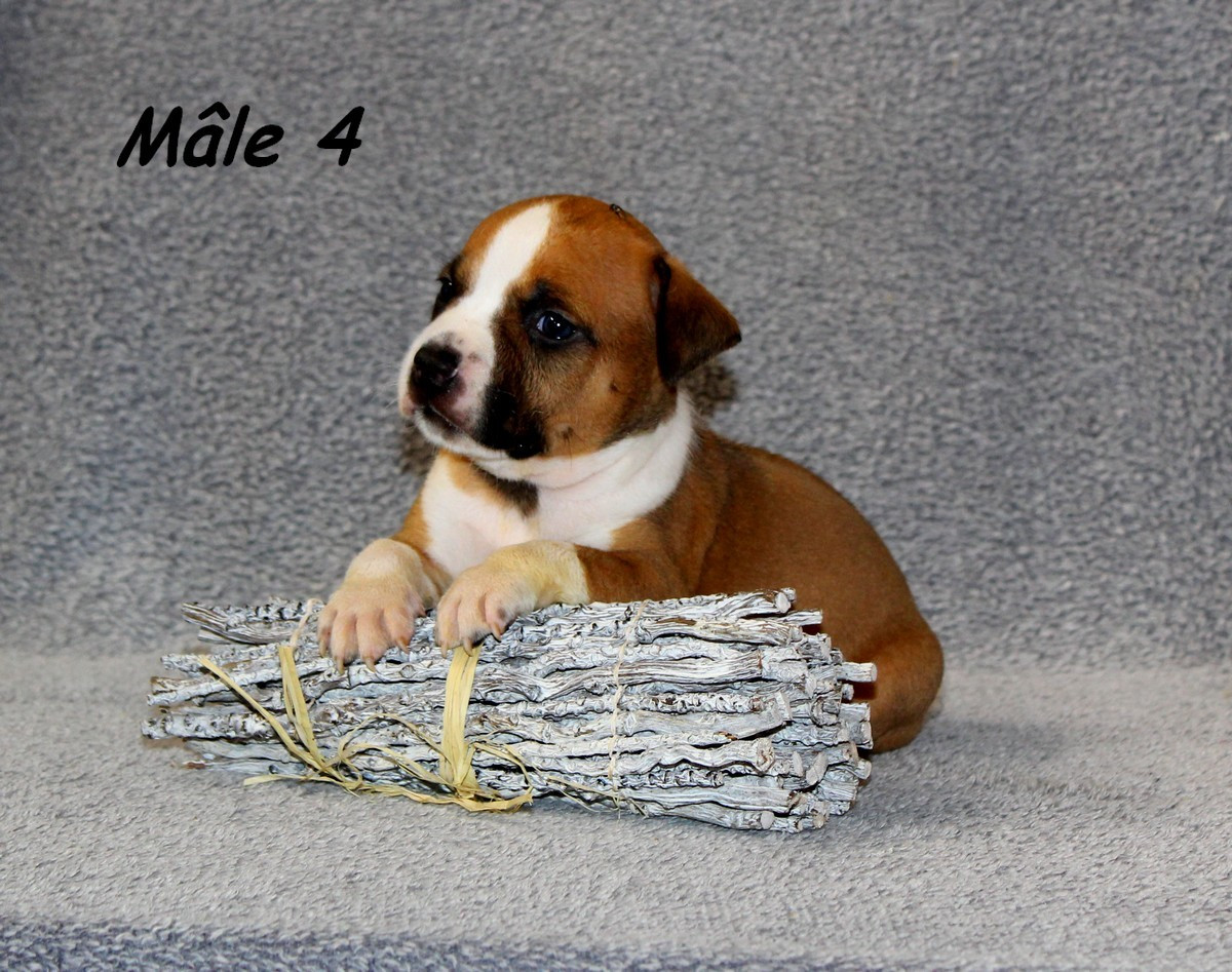 Terrier's Paradise - Chiots disponibles - American Staffordshire Terrier