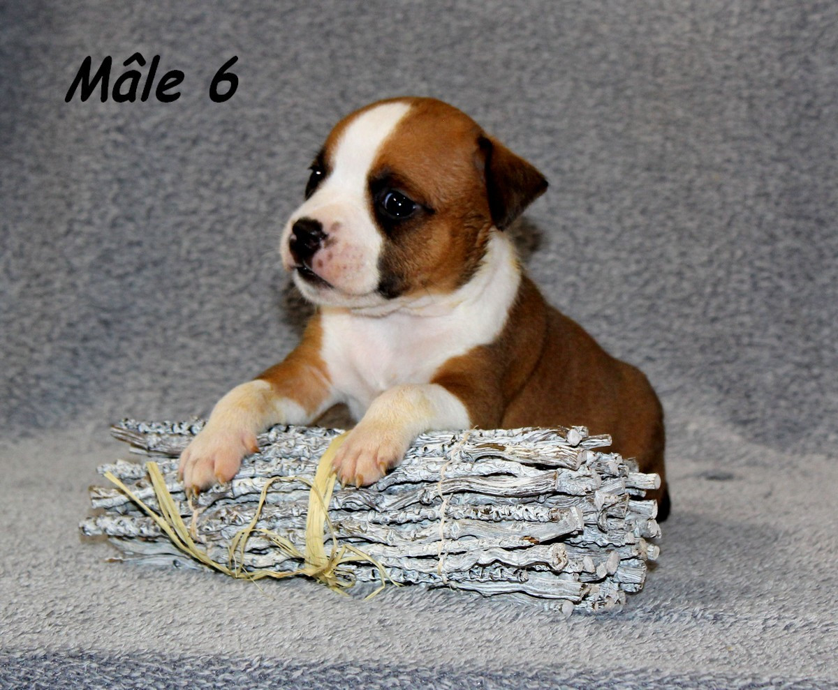 Terrier's Paradise - Chiots disponibles - American Staffordshire Terrier