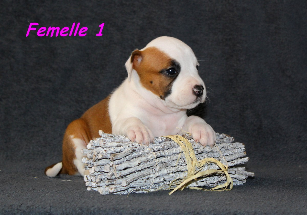 Terrier's Paradise - Chiots disponibles - American Staffordshire Terrier