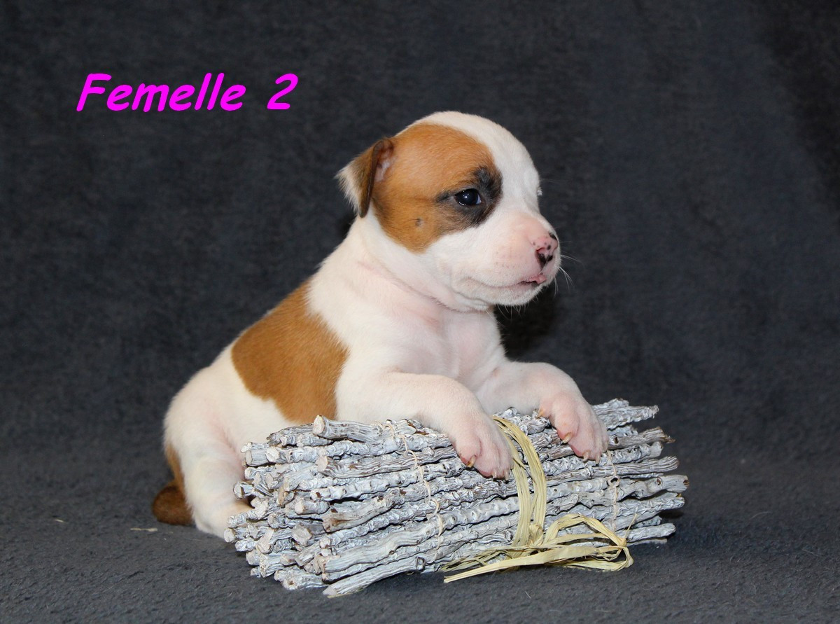 Terrier's Paradise - Chiots disponibles - American Staffordshire Terrier