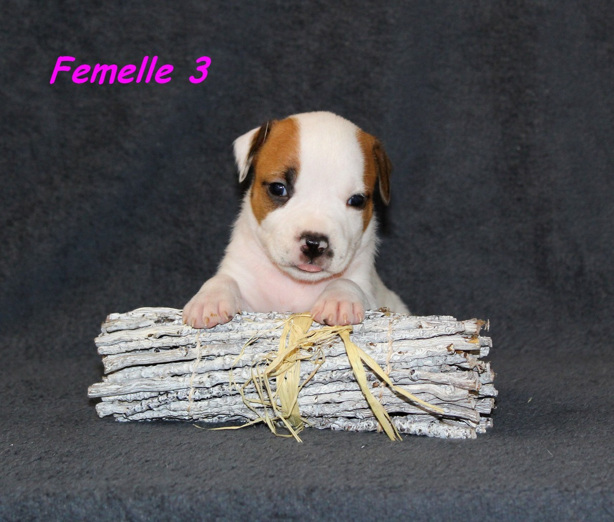 Terrier's Paradise - Chiots disponibles - American Staffordshire Terrier