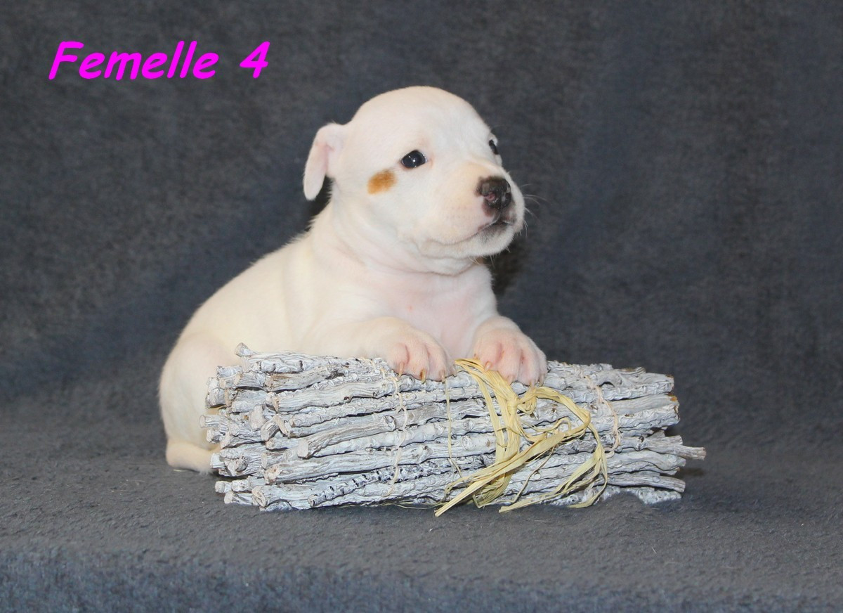Terrier's Paradise - Chiots disponibles - American Staffordshire Terrier