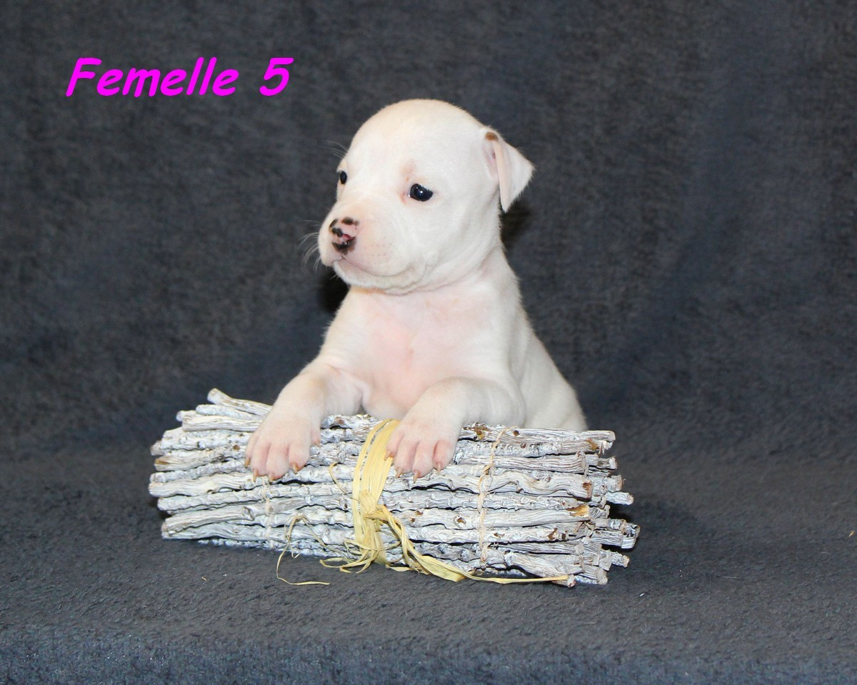 Terrier's Paradise - Chiots disponibles - American Staffordshire Terrier