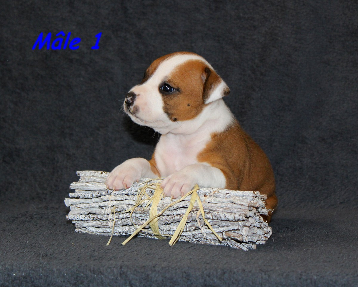 Terrier's Paradise - Chiots disponibles - American Staffordshire Terrier